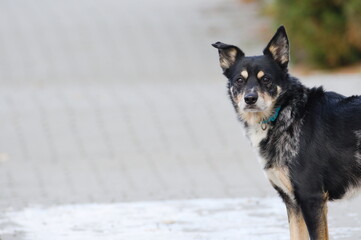 Portrait of lonely dog in the street. Blurred urban background. Copy space for placement of text.