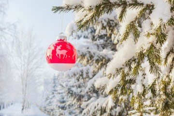 Snow-covered spruce in the forest. The pine trees in the park are covered with snow. Beautiful winter landscape. A red ball hangs on a branch. Amazing Christmas scene