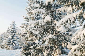 The spruce trees in the park are covered with snow. Snow-covered pine trees in the forest. Beautiful winter landscape. Amazing Christmas scene
