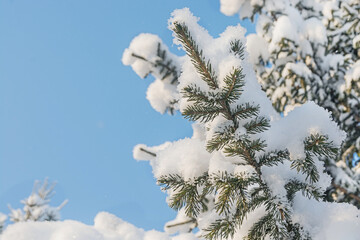 Snow-covered spruce branch under the blue sky. Pine trees covered with snow in the winter forest