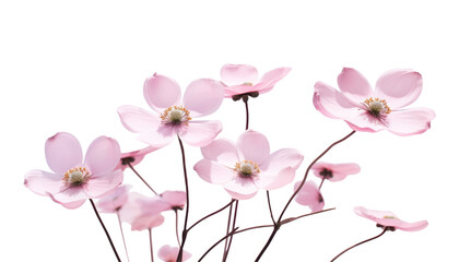 pink stalk flowers isolated on transparent background cutout