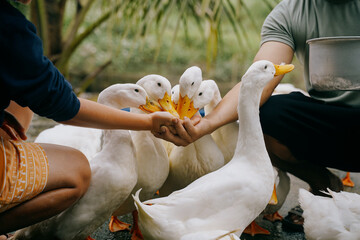 duck stop in phong nha, vietnam