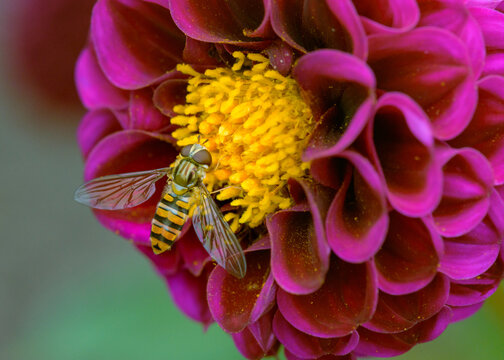 Close up of a hoverfly (syrphid fly) sitting on a magenta colored dahlia flower while drinking nectar.