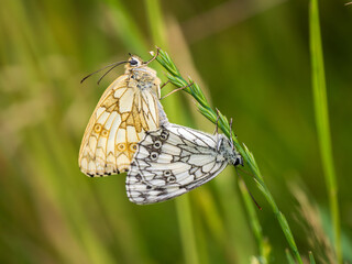 Marbled White Butterflies Mating on a Grass Stem