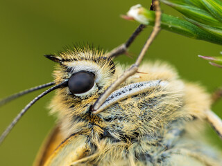 Female Marbled White Butterfly on a Grass Stem