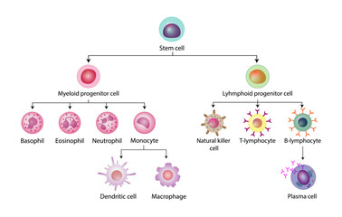 Cells of the innate and adaptive immune system, Hematopoiesis cell type scheme, stem cell, B and T lymphocytes, Basophil, neutrophil, eosinophil, monocyte, dendritic cell, macrophage and plasma cells - obrazy, fototapety, plakaty