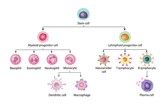 Cells of the innate and adaptive immune system, Hematopoiesis cell type scheme, stem cell, B and T lymphocytes, Basophil, neutrophil, eosinophil, monocyte, dendritic cell, macrophage and plasma cells