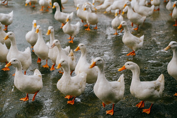 duck stop in phong nha, vietnam