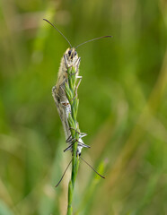 Marbled White Butterflies Mating on a Grass Stem