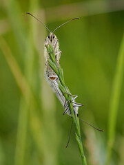 Marbled White Butterflies Mating on a Grass Stem