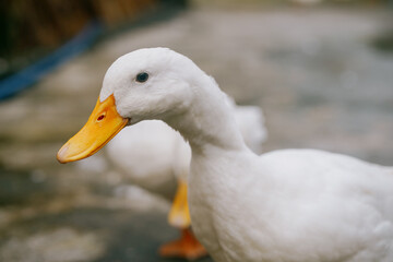 white duck in a farm In vietnam 