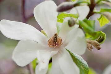 Last bloom of magnolia in the season. Beautiful Magnolia Flower is fading. Close up of a pistil of magnolia flower in the end of flowering season. Romantic creative toned floral background.