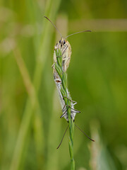 Marbled White Butterflies Mating on a Grass Stem