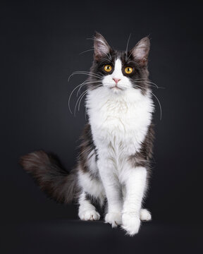 Young adult black smoke with white Maine Coon cat, walking towards viewer. Looking towards camera with golden eyes. Isolated on a black background.