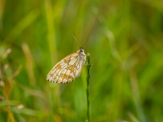 Female Marbled White Butterfly on a Grass Stem