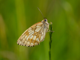 Female Marbled White Butterfly on a Grass Stem