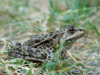 Teichfrosch, Pelophylax esculentus, Rana esculenta, Wasserfrosch