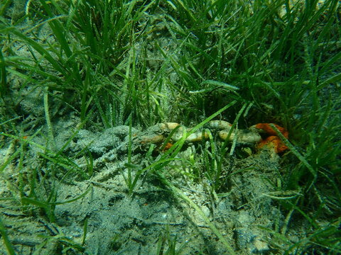 Illegally permanently installed on sea bottom anchor chain and Neptune grass or Mediterranean tapeweed (Posidonia oceanica) undersea, Aegean Sea, Greece, Halkidiki