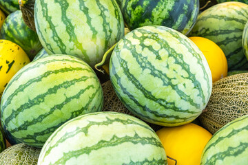 Watermelon on the background of melons. Watermelon harvest.