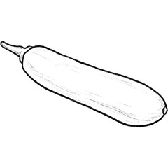 zucchini isolated on white background