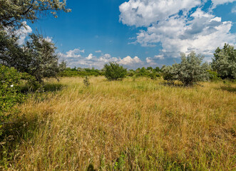 Landschaft und Natur am Geiseltalsee - einem ehemaligen Tagebau - in der Nähe von Merseburg,...