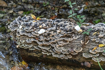 Tronc d'arbre recouvert de champignons