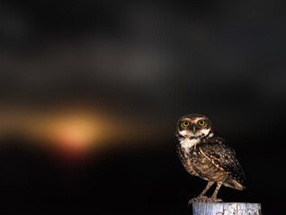 Athene cunicularia or Speotyto cunicularia, commonly known as the burrowing owl or simply burrowing owl, is an American bird of prey, from the Strigid family.