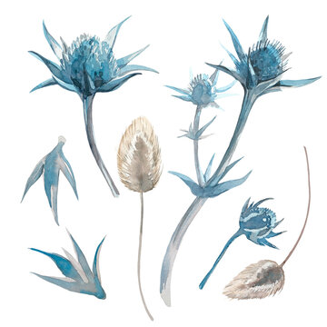 Set with buds, flowers, eryngium leaves and lagurus. Raster isolated image on a white background. For wedding and other design. 