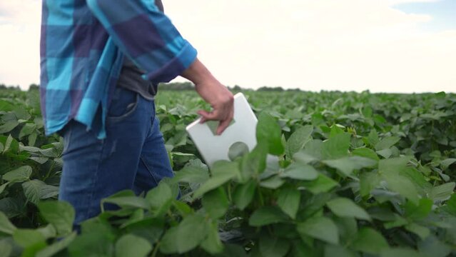 1a farmer walks through a soybean field. agricultural business concept. farmer walks between the rows of soybeans with a tablet in his hand. an experienced farmer is engaged in a field of lifestyle