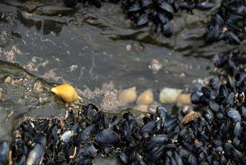 Obraz na płótnie Canvas Rockpool wih blue mussels and dogwhelks