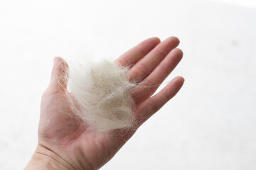 Dog shedding concept. Isolated hand holding dog's hair. Molting. Pet care