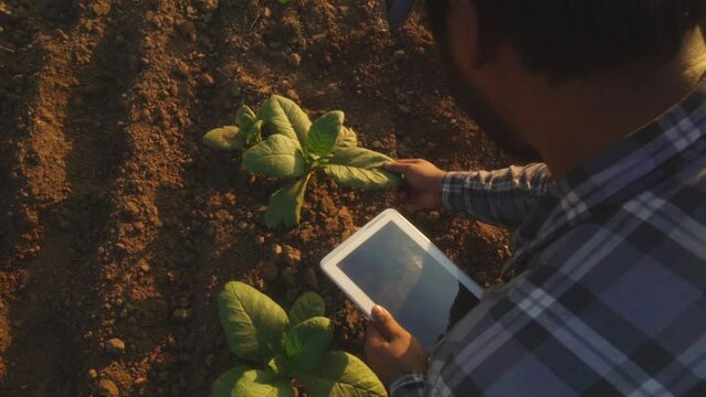 Asian young farmers and tobacco agriculturist utilize the core data network in the Internet from the tablet to validate, test in a tobacco field.