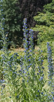 (Echium vulgare)  Upright spikes of pink and bright blue funnel-shaped flowers of Viper's-bugloss or Blueweed on spotted stems swaying in the wind
