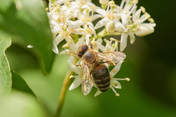 Amazing and hardworking bee on wildflower in summer day, Danubian forest, Slovakia