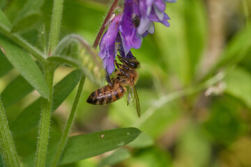 Amazing and hardworking bee on wildflower in summer day, Danubian forest, Slovakia