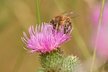 Amazing and hardworking bee on wildflower in summer day, Danubian forest, Slovakia