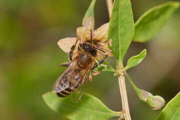 Amazing and hardworking bee on wildflower in summer day, Danubian forest, Slovakia