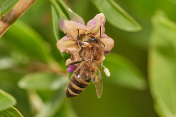 Amazing and hardworking bee on wildflower in summer day, Danubian forest, Slovakia