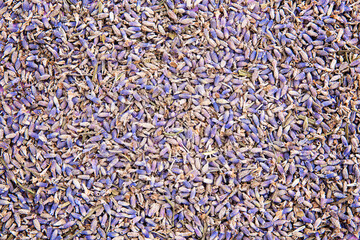 Lavender farming and cultivation concept, natural herb for healthy sleeping