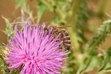 Fototapeta premium Amazing and hardworking bee on wildflower in summer day, Danubian forest, Slovakia
