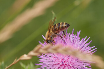 Amazing and hardworking bee on wildflower in summer day, Danubian forest, Slovakia