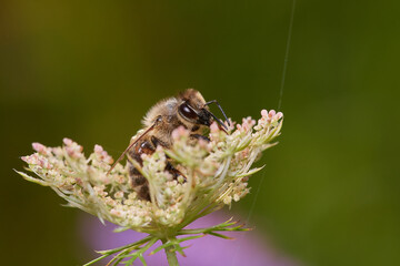 Amazing and hardworking bee on wildflower in summer day, Danubian forest, Slovakia