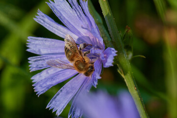 Amazing and hardworking bee on wildflower in summer day, Danubian forest, Slovakia