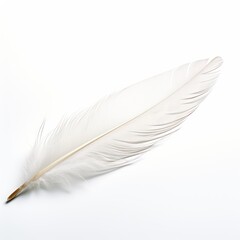Delicate White Feather on White Background