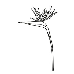 Bird of paradise flower tropical strelitzia line art for design of card or invitation, scrapbook. Vector hand drawn illustration,isolate on white background.