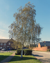 A tall birch tree in an English suburb against the backdrop of houses and cars on a sunny autumn day. Nature, suburb or peaceful life concept