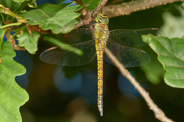 Brown hawker damselfly,, Aeshna grandis,, on summer meadow, Carpathian forest, Slovakia
