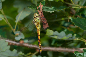 Brown hawker damselfly,, Aeshna grandis,, on summer meadow, Carpathian forest, Slovakia