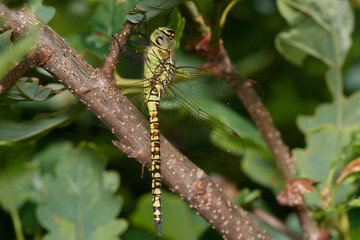 Brown hawker damselfly,, Aeshna grandis,, on summer meadow, Carpathian forest, Slovakia