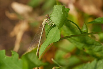 Common blue damselfly on summer meadow, Danubian forest, Slovakia